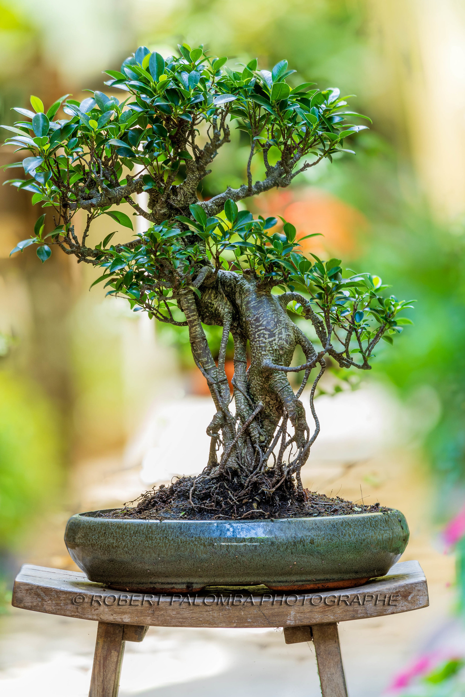 Bonsai Center
